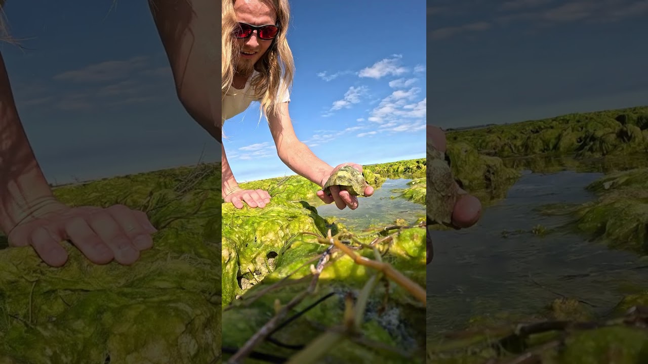 How to find queen conch shells with no queen!