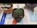 Haworthia Types & Care instructions: How To Grow And Care For Haworthia Plants