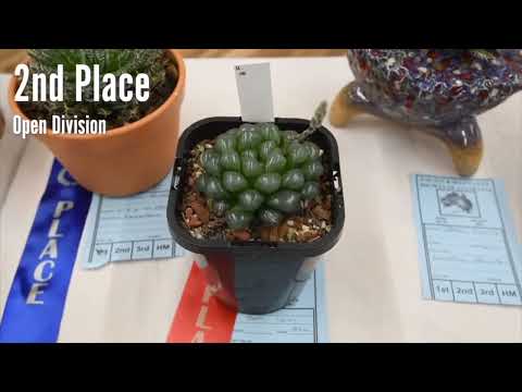Haworthia Types &