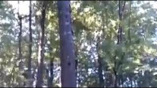 Suma drva sjeca bukva