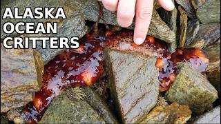 Investigating Alaskan Beach & Ocean Creatures