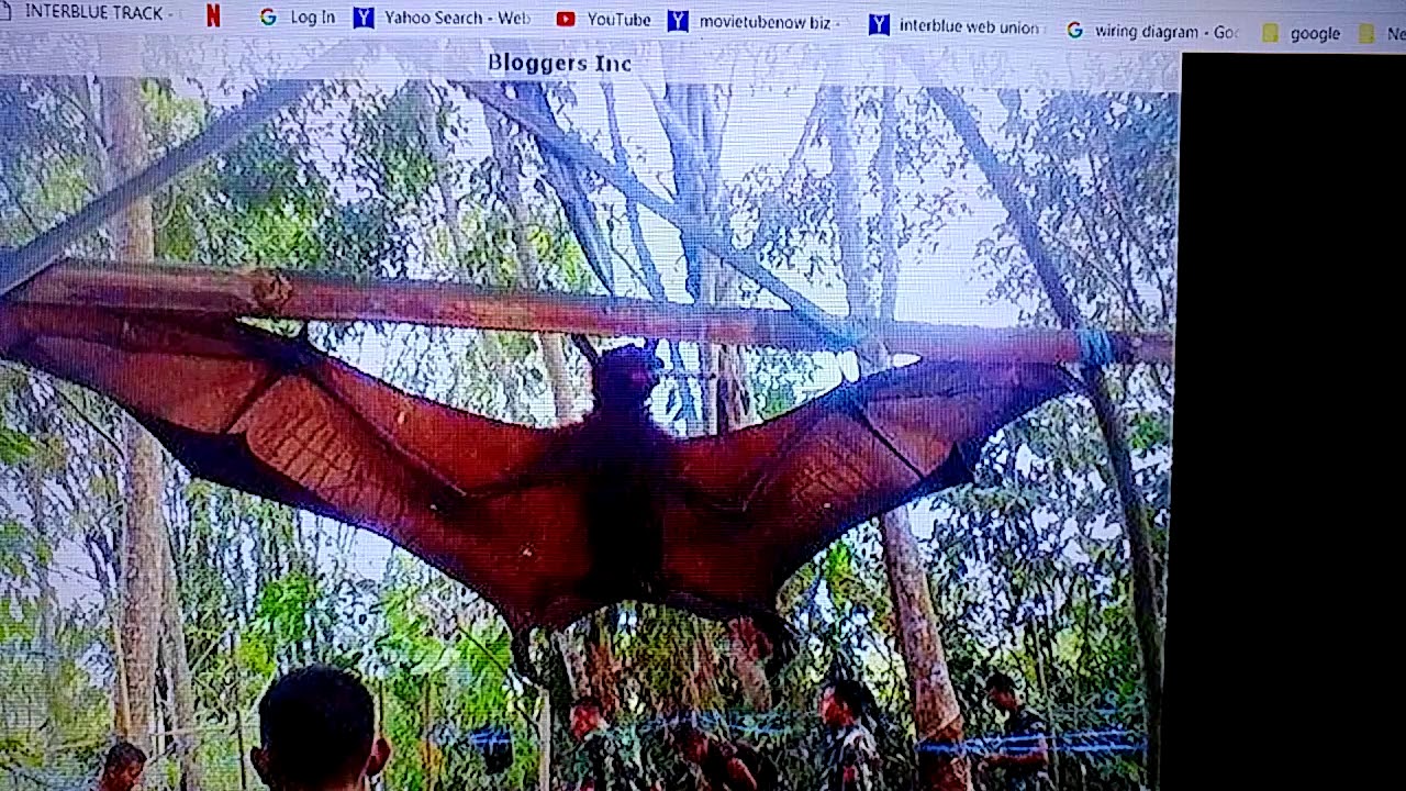 golden crowned flying fox