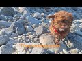 Teddy Bear Puppy playing at the beach for essential enrichment, sensory &amp; stimulation activities!