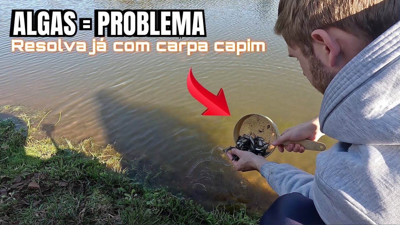 Como acabar com o limo dos açudes, qual peixe usar