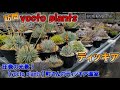 【趣味家訪問】ディッキア趣味家 町さん(yocto plants)の温室に潜入！圧巻の光景です！最後にイベント告知もあります【Dyckia】【ブロメリア】【園芸】