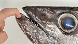 マグロなのにマグロじゃない。謎の魚【巨大イソマグロ】捌いて食べてみた！