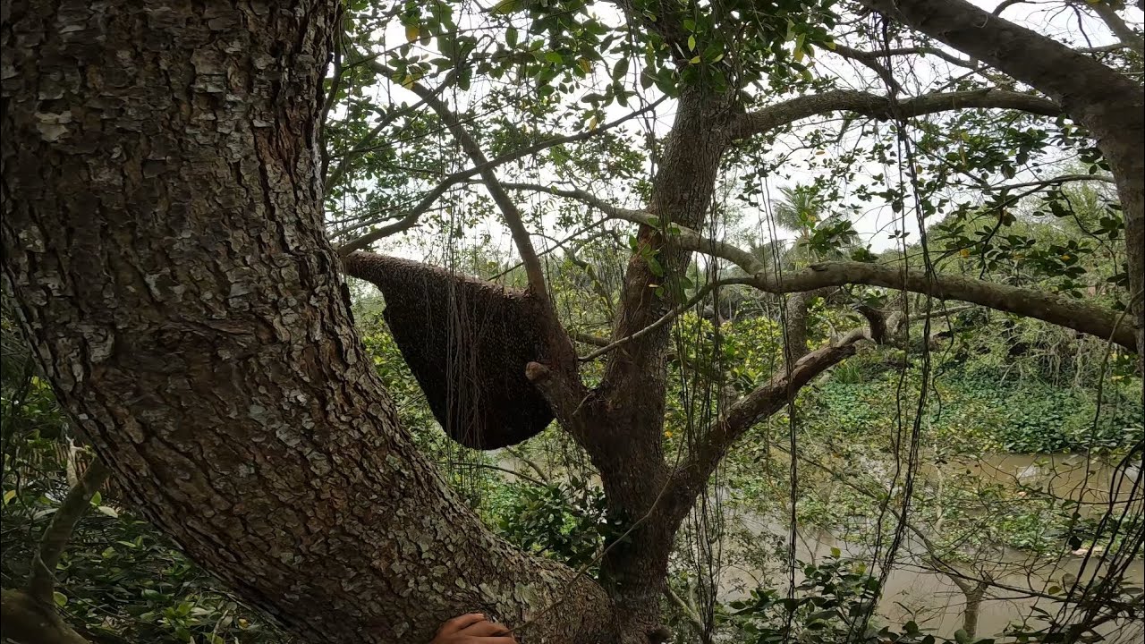 Quá trời tổ ong to rùi mn ơi