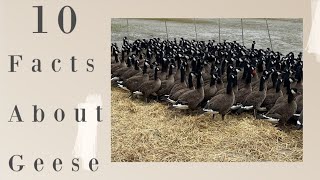 10 Facts About Geese