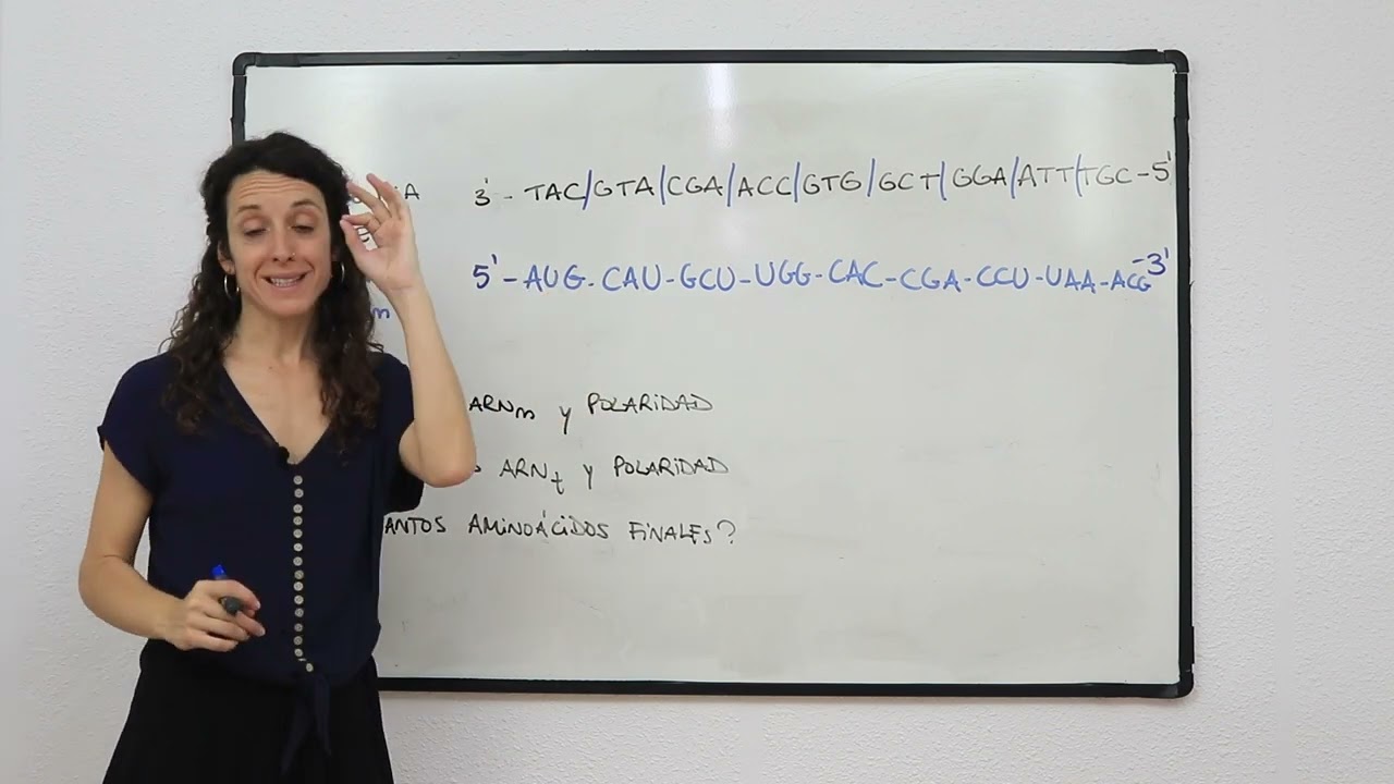 Ejercicio ARN mensajero 🧬📮 para pruebas de acceso a la universidad (4/8)