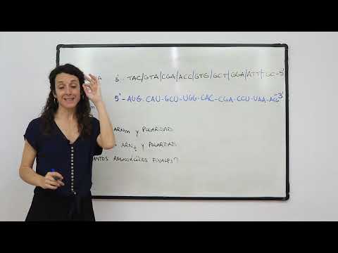 Ejercicio ARN mensajero 🧬📮 para pruebas de acceso a la universidad (4/8)