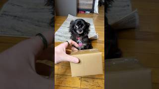 PACKAGE FLYING PUDDIN 😱❤️ Net Worth