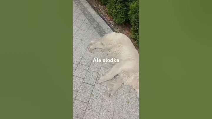 Ale słodko wygląda