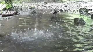 30 Menit Suara Gemericik Air Jatuh Di Tanah