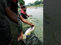 thai pangas mach 🙈♥️ | OMG 😨 GIANT FISH 🙈♥️ #shortsviral