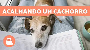Qual remédio calmante para cachorro?