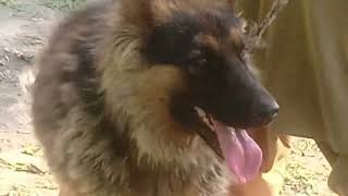 professional dogs /beautiful in best dogs /my first village Ve log and the dog /great dogs /nice dog