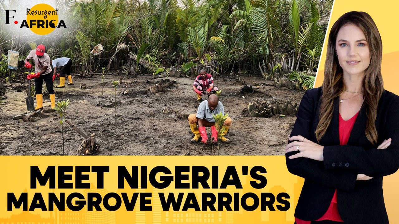 Nigerians Take Charge of Disappearing Mangroves From Threats | Firstpost Africa