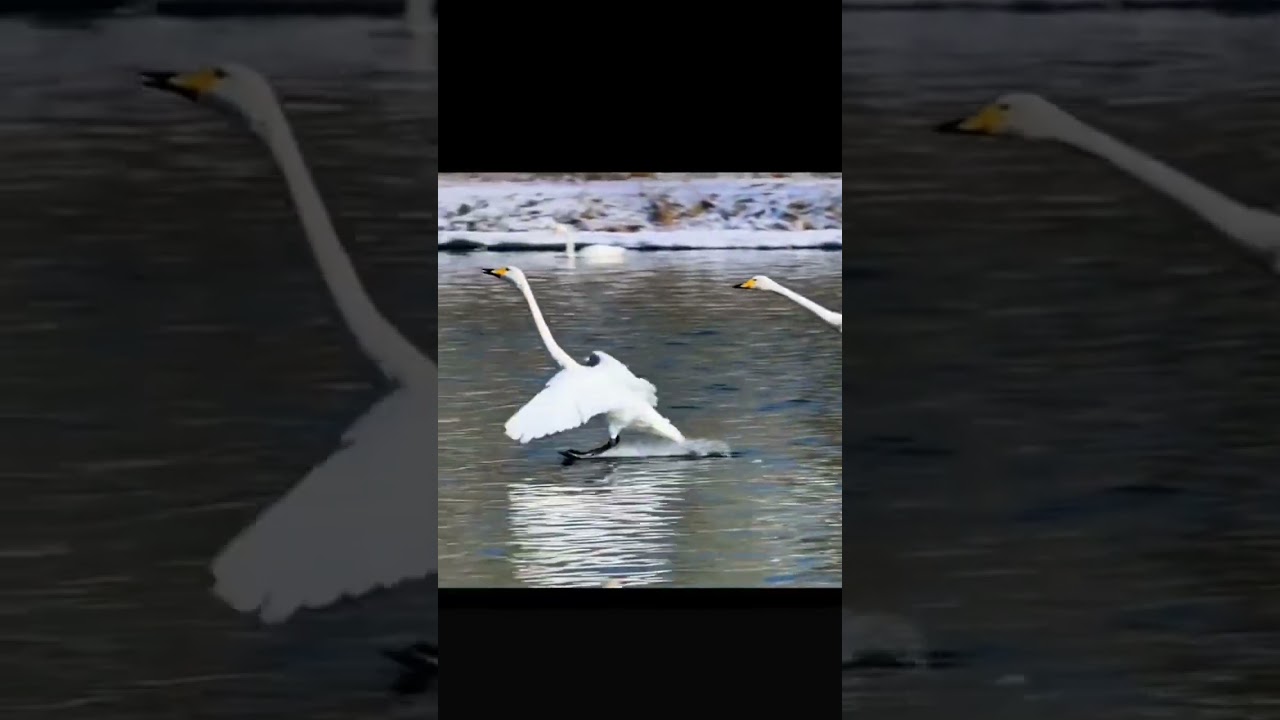 beauty of nature eyecatcher bird duck