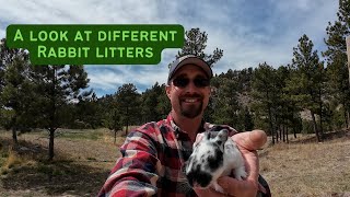 Rabbit Litters- Age and Size Comparison Revealed! by Broken Arrow Farm 313 views 2 weeks ago 5 minutes, 2 seconds