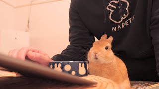 むぎ、パソコンの上でピョンと跳ねてはいけません!【No.909】