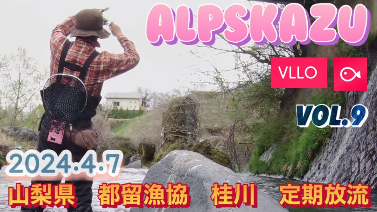 山梨県　都留漁協　桂川　定期放流