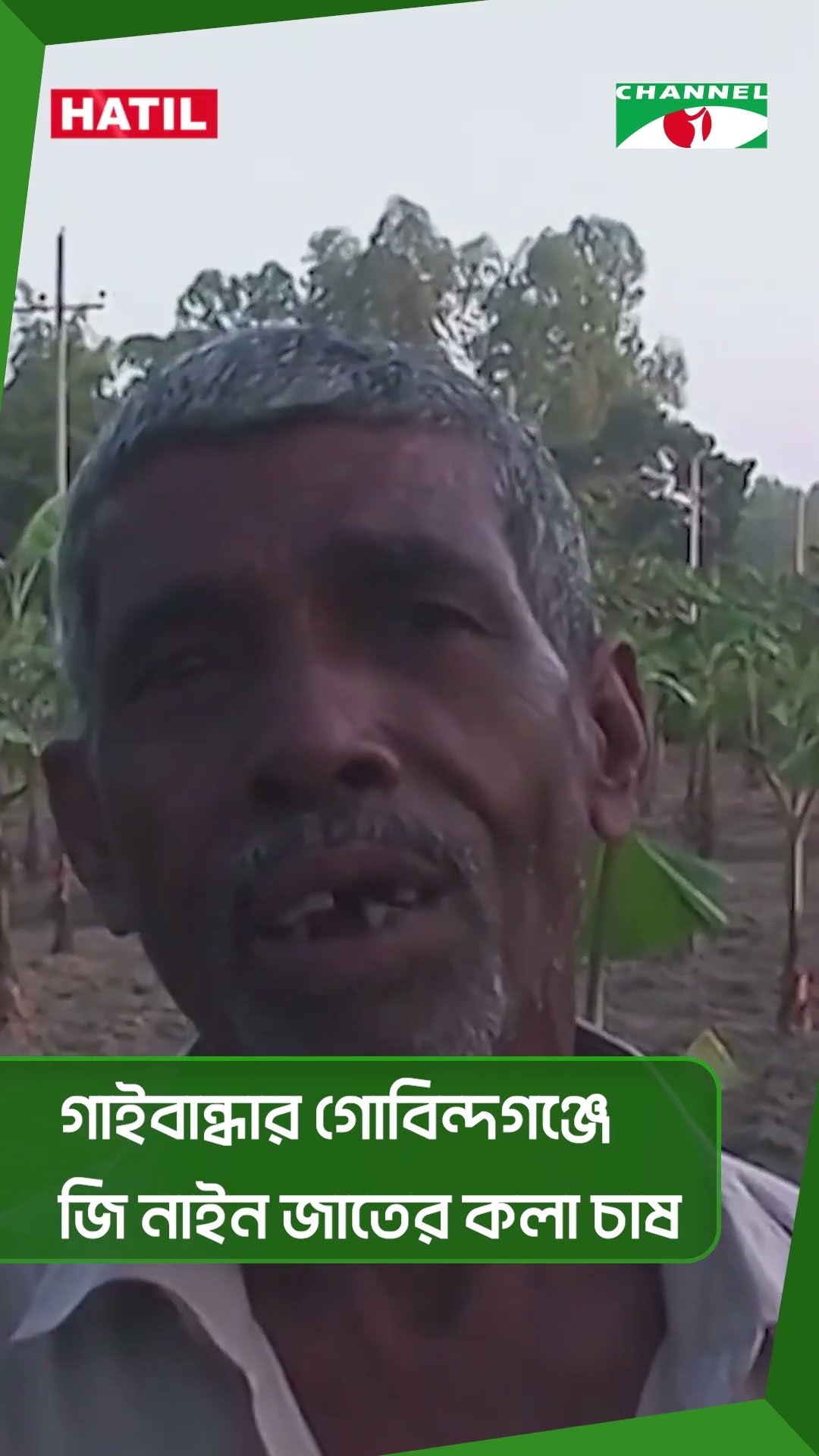 গাইবান্ধার গোবিন্দগঞ্জে জি নাইন জাতের কলা চাষ || Channel i News