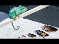 CAN A CHAMELEON EAT THE LARGEST COCKROACH