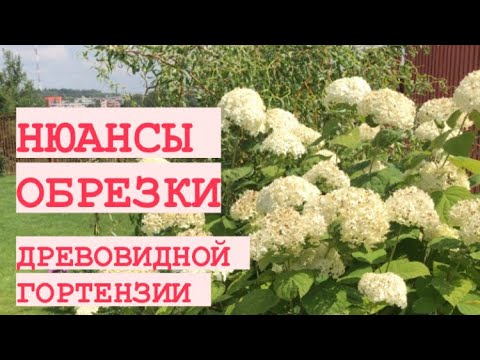 ОБРЕЗКА ДРЕВОВИДНОЙ ГОРТЕНЗИИ АННАБЕЛЬ 🌸 ЕСТЬ НЮАНСЫ 👌