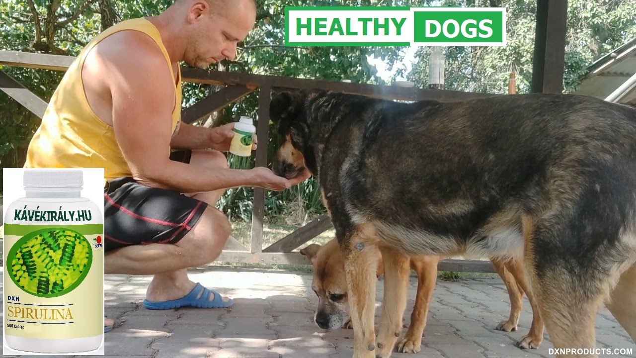 Daily doglife my dogs eat DXN Spirulina tablets superfood for strong