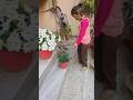 my garden