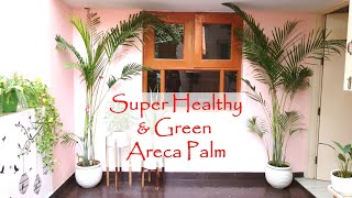 Super-Mix for healthy Areca Palm | आपको ये एक बार जरूर उपयोग करना चाहिए