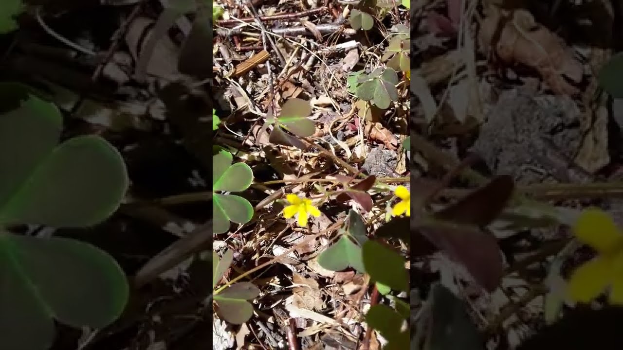 Creeping Wood Sorrel 