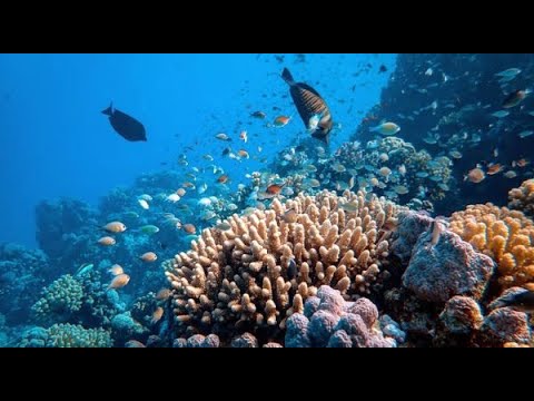 Australia's Great Barrier Reef is SURVIVING CLIMATE CHANGE JUST FINE ...