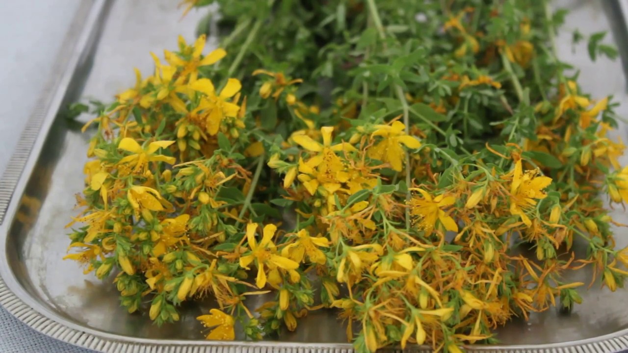 KANTARON YAĞI YAPIMIbebek pişiği bitkisel çözümyara KANTARON YAĞI YAPIMIbebek pişiği bitkisel çözümyara