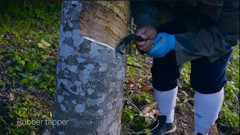 Harvesting latex from rubber trees, ASMR ,rubber tapping