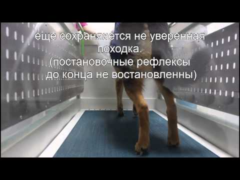 Беговая дорожка, собака ходит после пулевого ранения