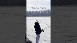 POV: Hänger am Rhein 🎣 #angeln #rhein #zander #gummifisch