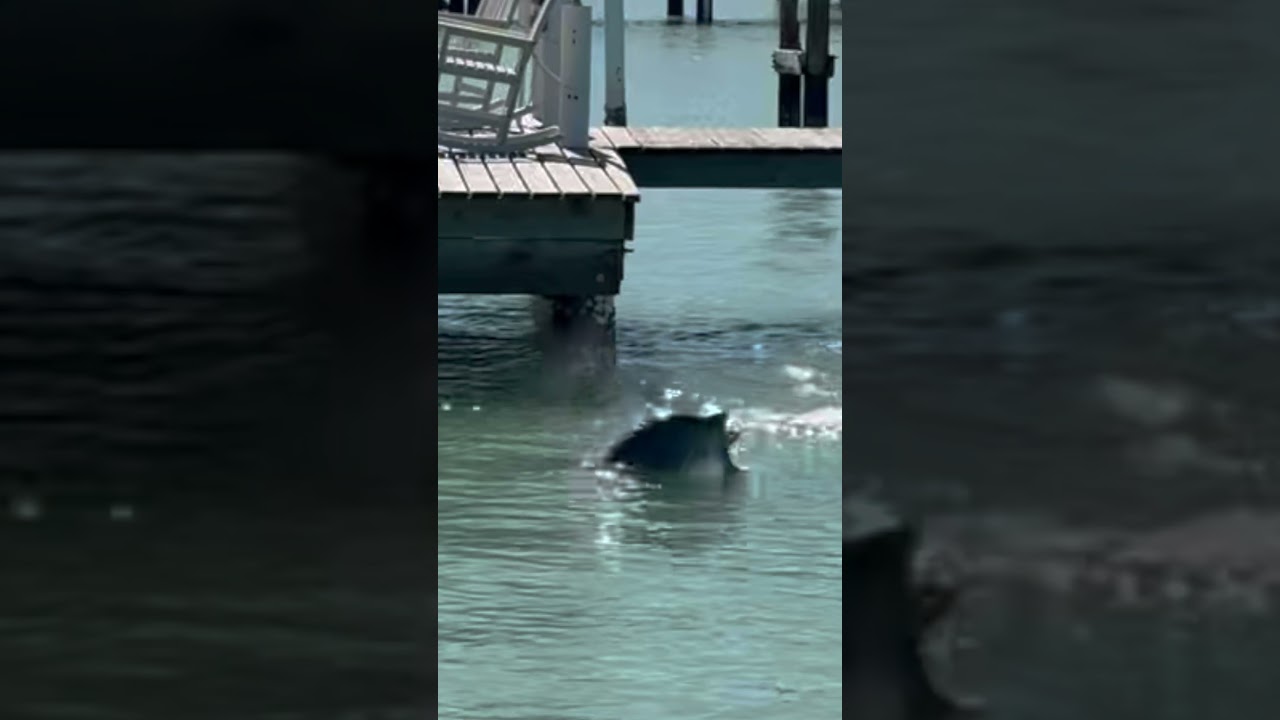 Снук пережил холод, но это не пережил! 🐬