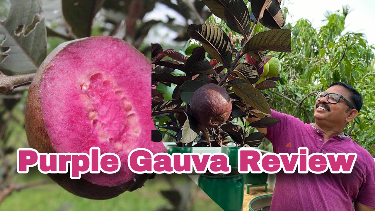 ОБЗОР ПУРПУРНОЙ ГАВЫ. Особенности фиолетовой гавы и отзывы посетителей сада.