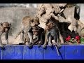 Monkey Mountain and Wat Khao Lad