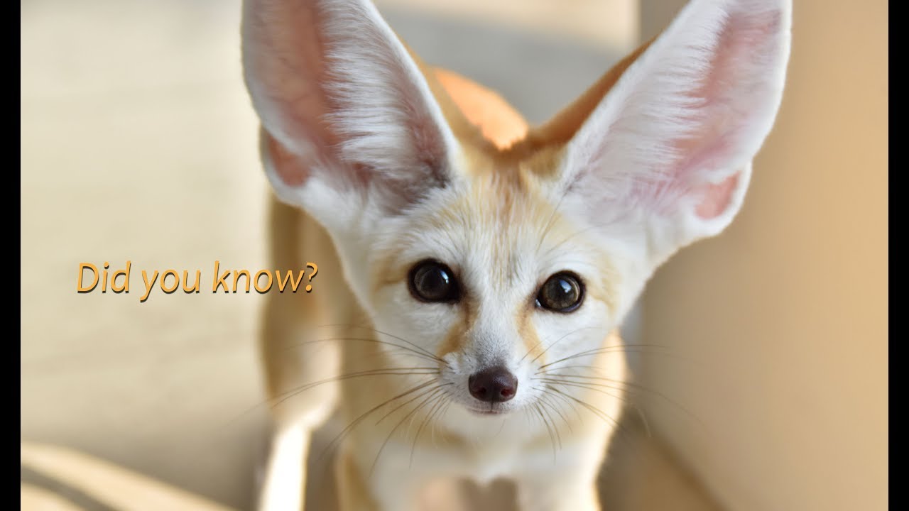 Fennec Fox Facts Part 1 YouTube