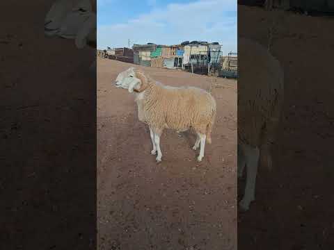 كبش عملاق سلعة رقم  ياحبيبي  خروف