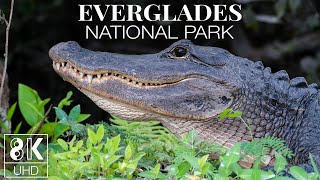 Amazing Wildlife of Everglades National Park, Florida - 8K HDR Wild Animals Wallpaper Slideshow