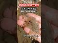 絶滅寸前!?静岡市のニホンアカガエルを守ろう!Endangered species,Shizuoka, JAPAN!Rana japonica 加藤英明【公式】かとチャン