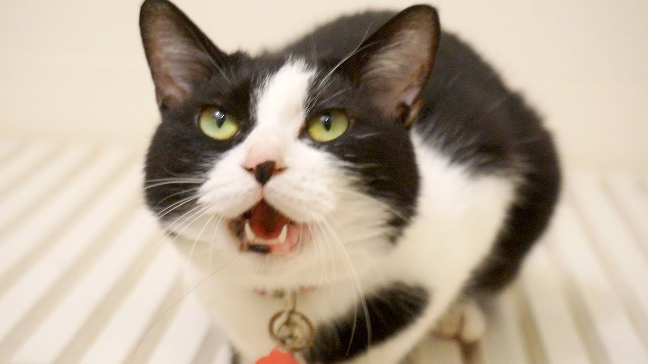 かわいい鳴き声で 話す猫 お風呂大好き 白黒猫 ハッチ Cute Cat Meows Nonstop Cat Meowing Compilation Cat Likes Bath Youtube