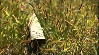 Korean Cuisine and Dining 20111013 #2