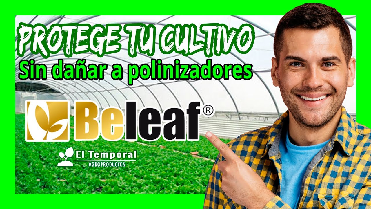 Beleaf insecticida [FMC] para mosca blanca🦟 en Tomate 🍅| Agroproductos ...
