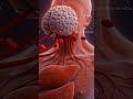 What Happens Inside Your Body When You Drink Alcohol? 🍺 | realistic 3d anatomy animation