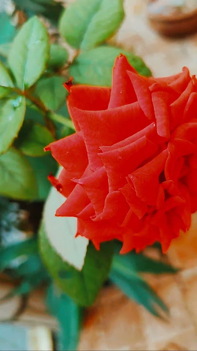 റോസപ്പൂവേ | Beautiful Rose – Nature’s Fragrance of Love & Positive Energy | #safiyateacheronline