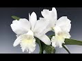 Короли и королевы мая 2020. Цветение орхидей дендробиум, фаленопсис, каттлея, иванагара, и др.